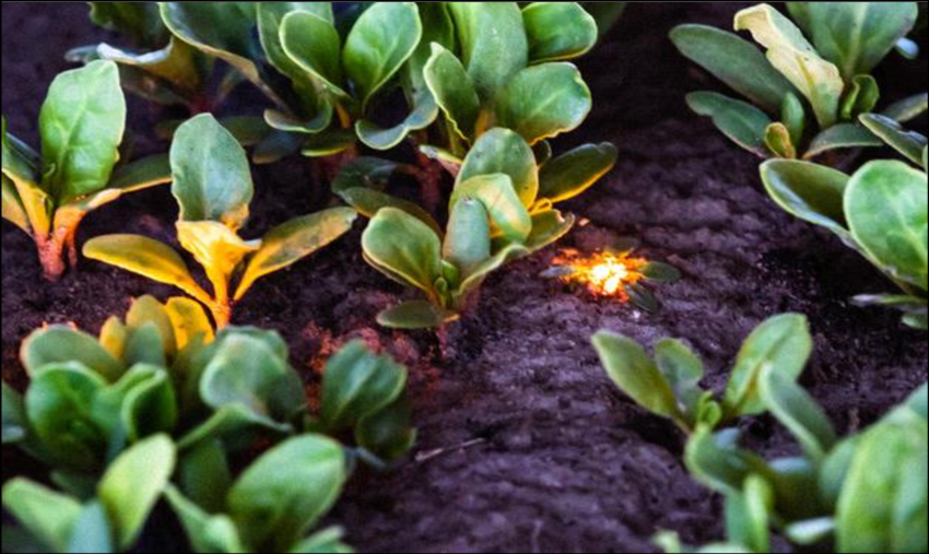 Blauer Laser zum Laser-Unkrautvernichten
