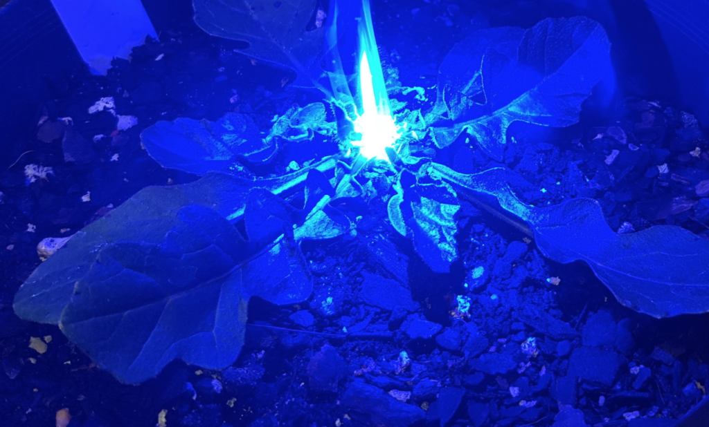 80W blaues Lasermodul